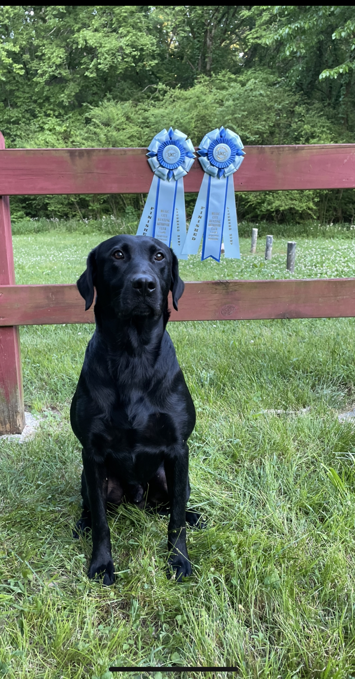 HR Xiong's Gunner II MH | Black Labrador Retriver