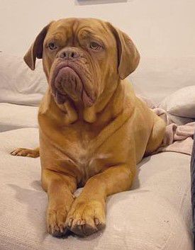 Rosamour from Fire and Ice | Dogue de Bordeaux 