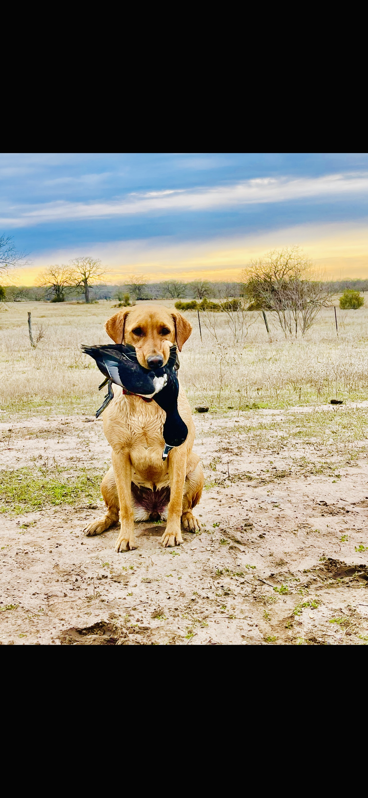 Lady Cayenne 2 | Yellow Labrador Retriver