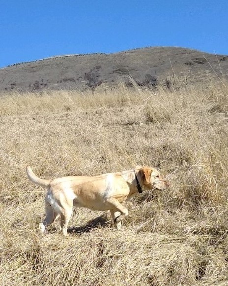 John's Kodiak Yellow Bear Lexie | Yellow Labrador Retriver