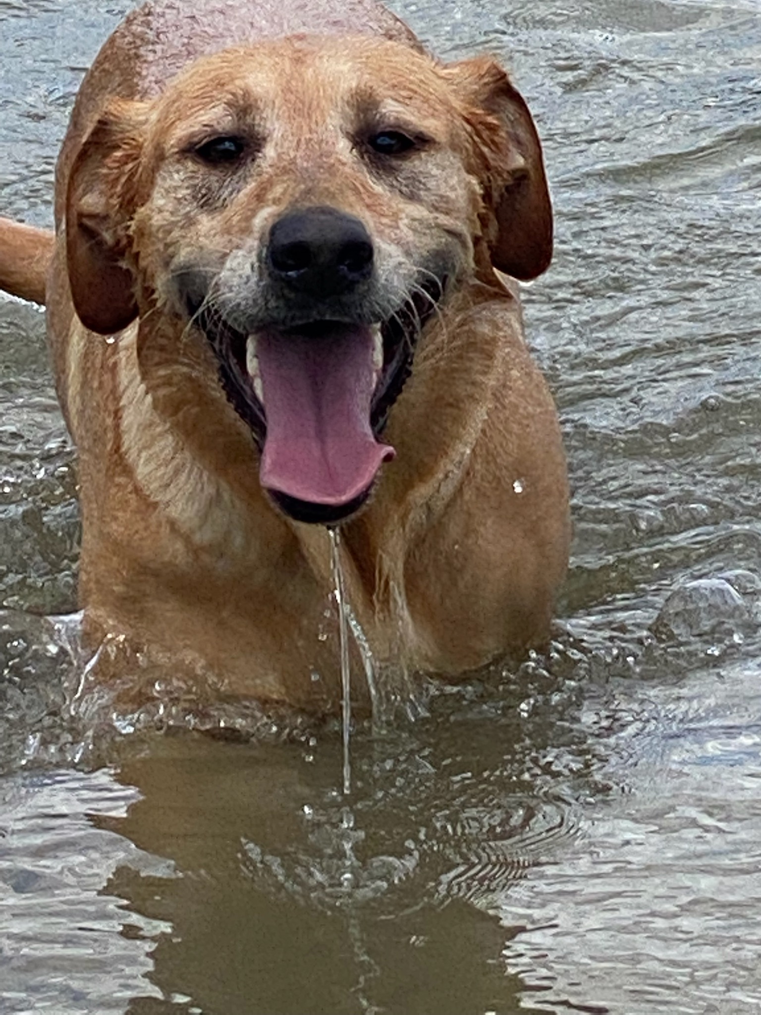 Carolines Hurricane Samantha | Yellow Labrador Retriver