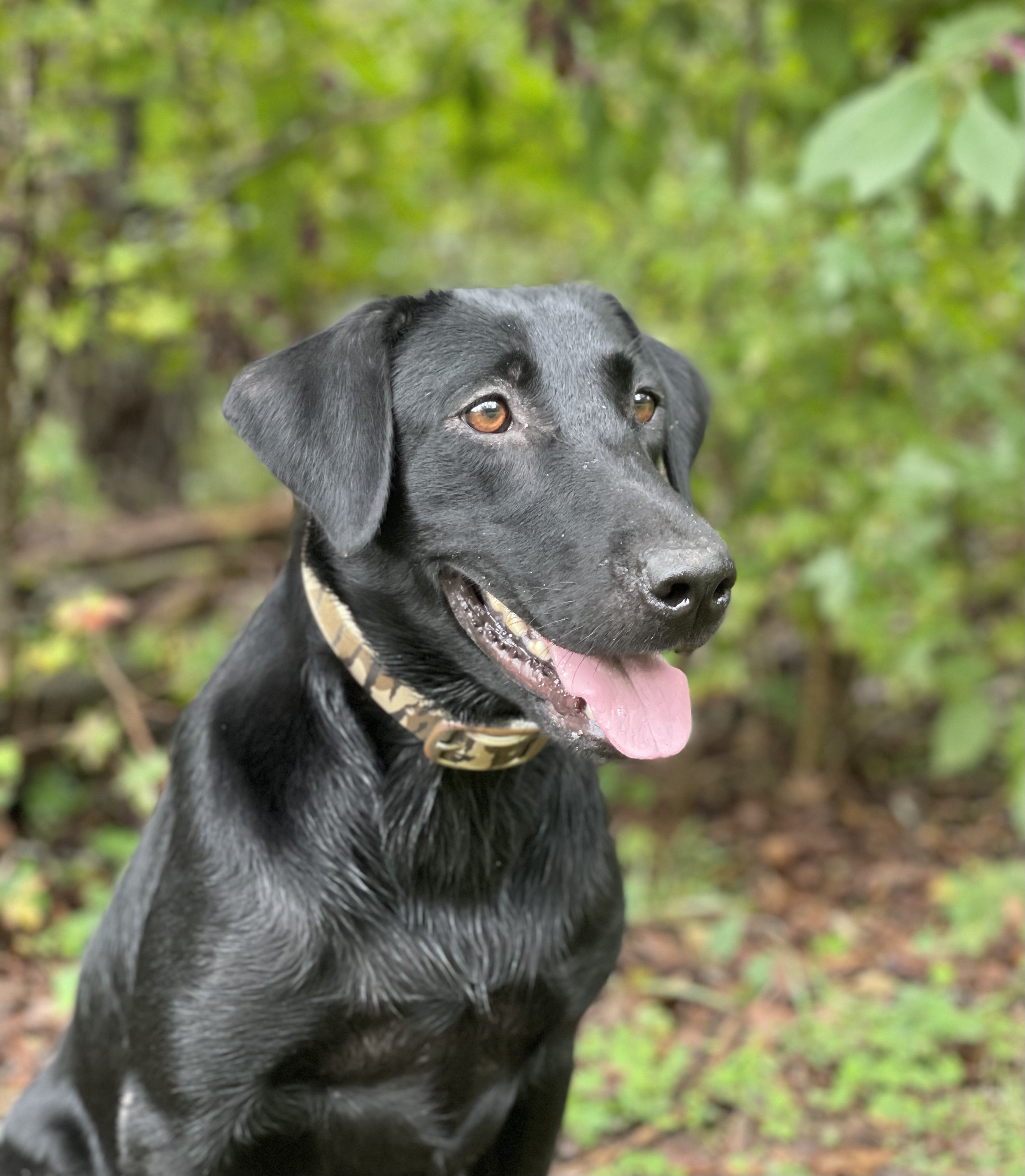 HRCH Docheno's Get Your Groove On Nelly | Black Labrador Retriver