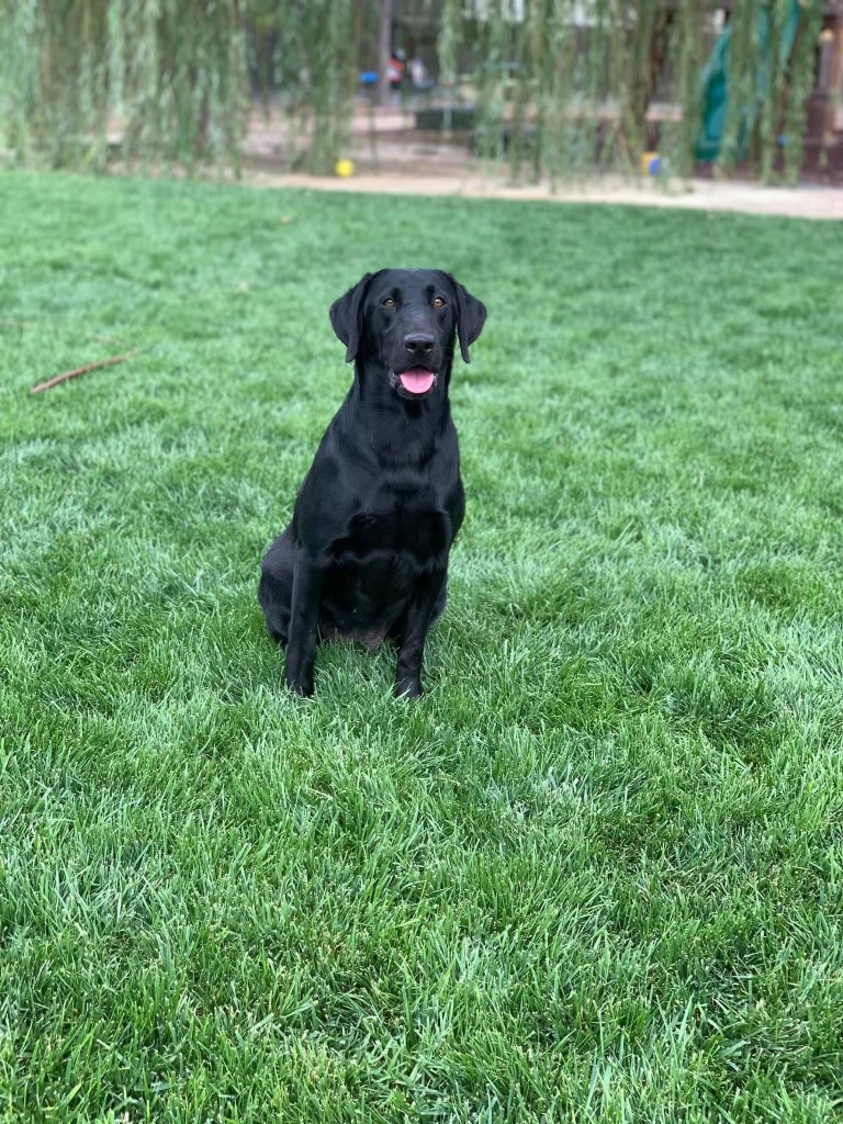 Etek Josie Of The Eastern Pines | Black Labrador Retriver