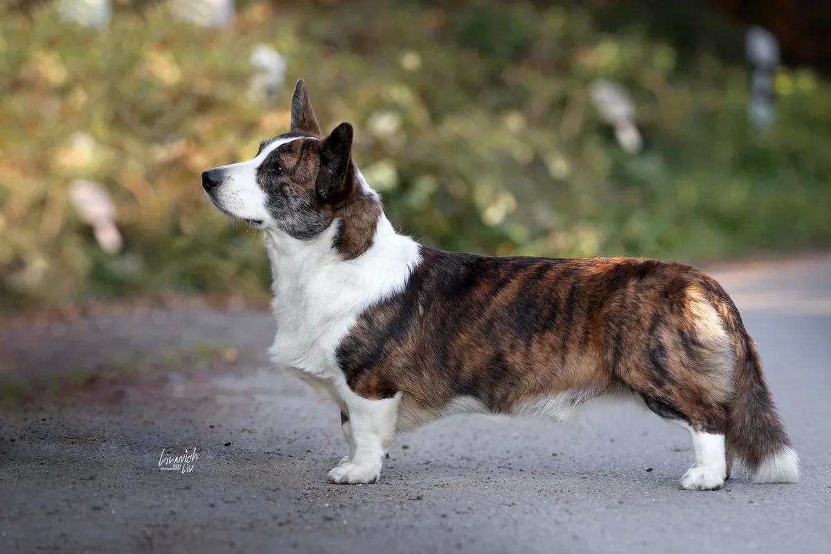 Elfborg Teodor | Cardigan Welsh Corgi 