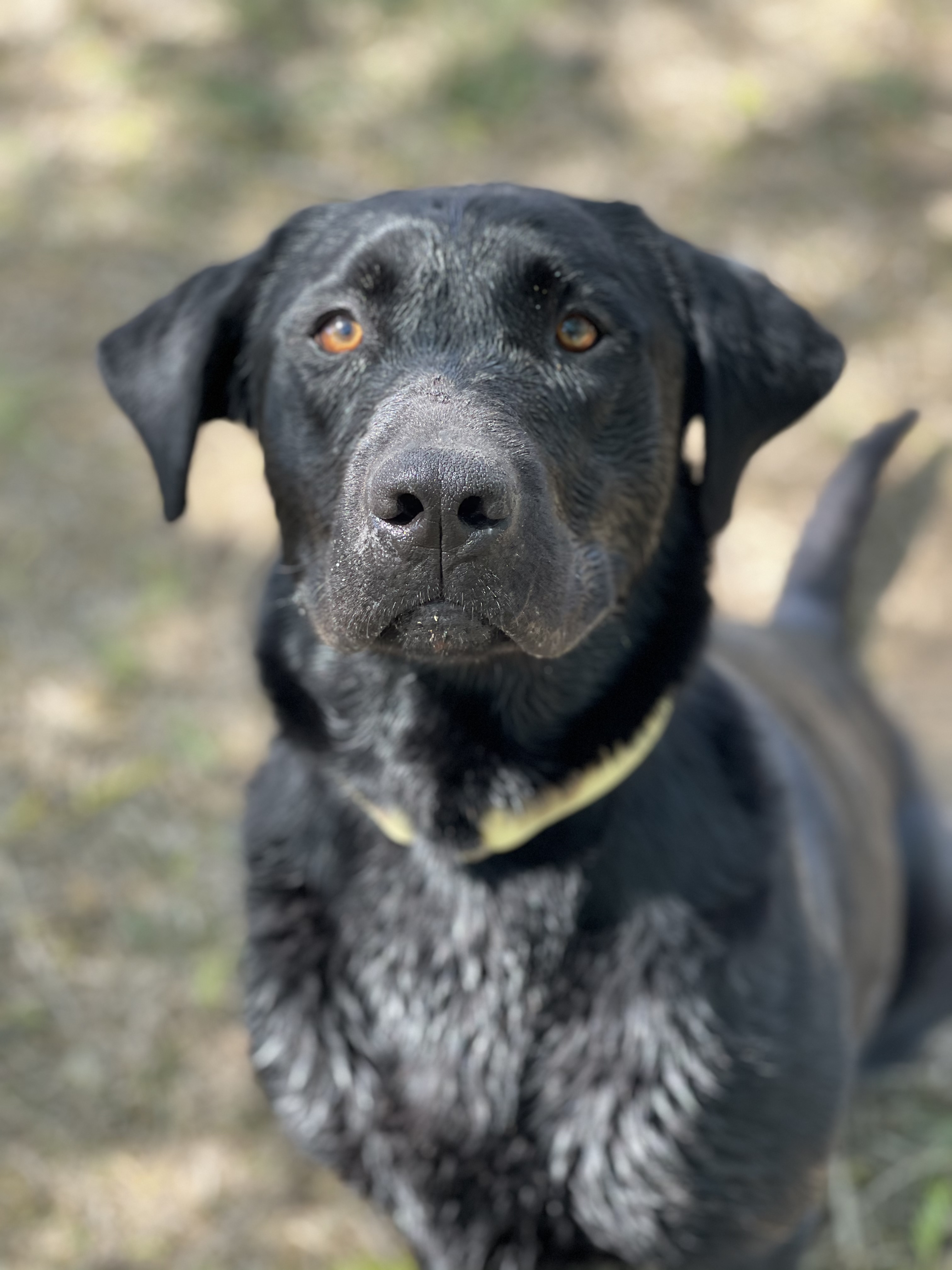 Bridget Renea Ross Luna | Black Labrador Retriver