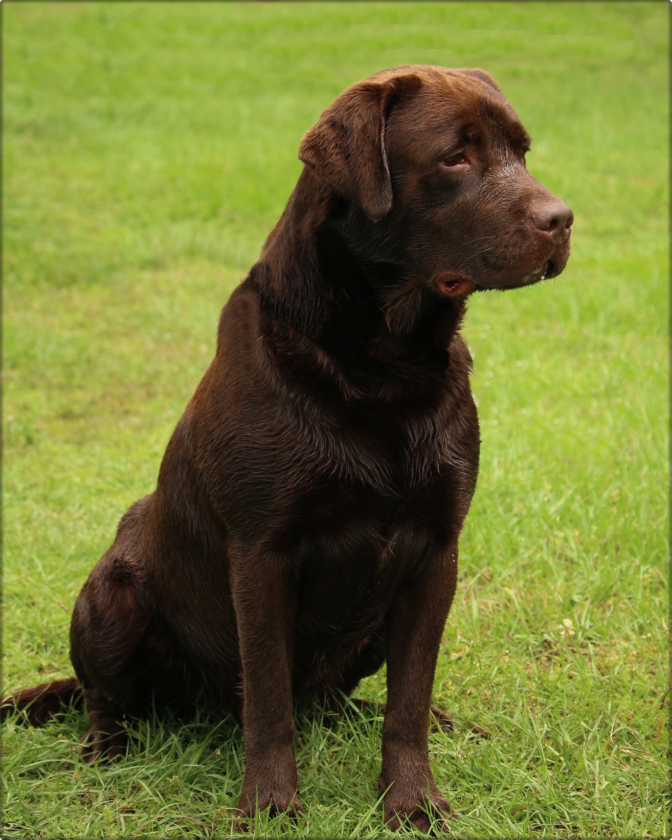 Shato De Fleurs Boomer | Chocolate Labrador Retriver