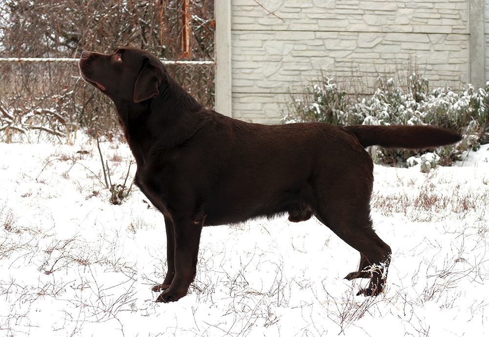 Kendystyle Rolex JCH UA, CH UA, BOBx4, CACx7, CACIBx2, R.CACx3, R.CACIBx3 | Chocolate Labrador Retriver