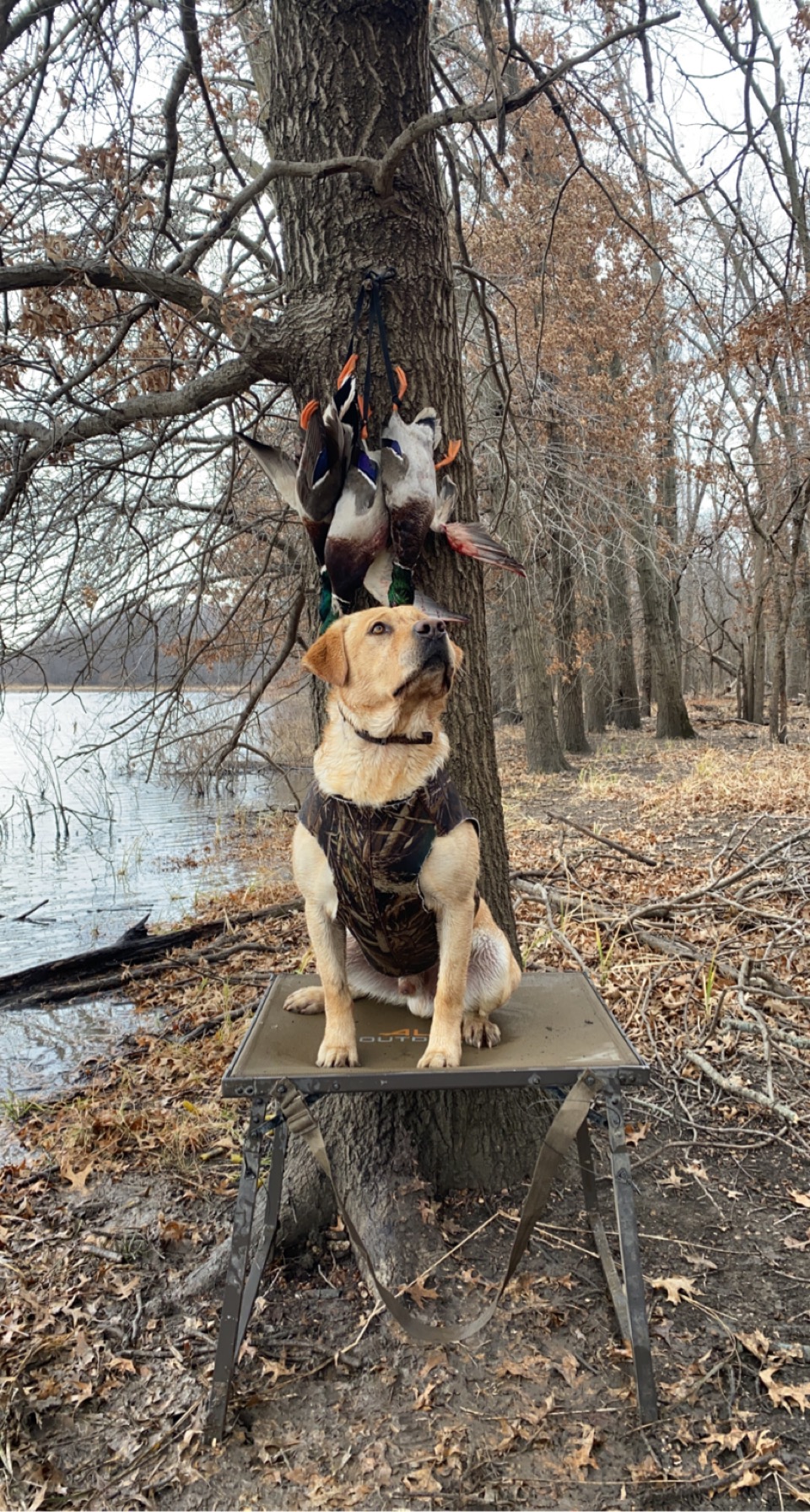 Cooper’s Cold Cash | Yellow Labrador Retriver