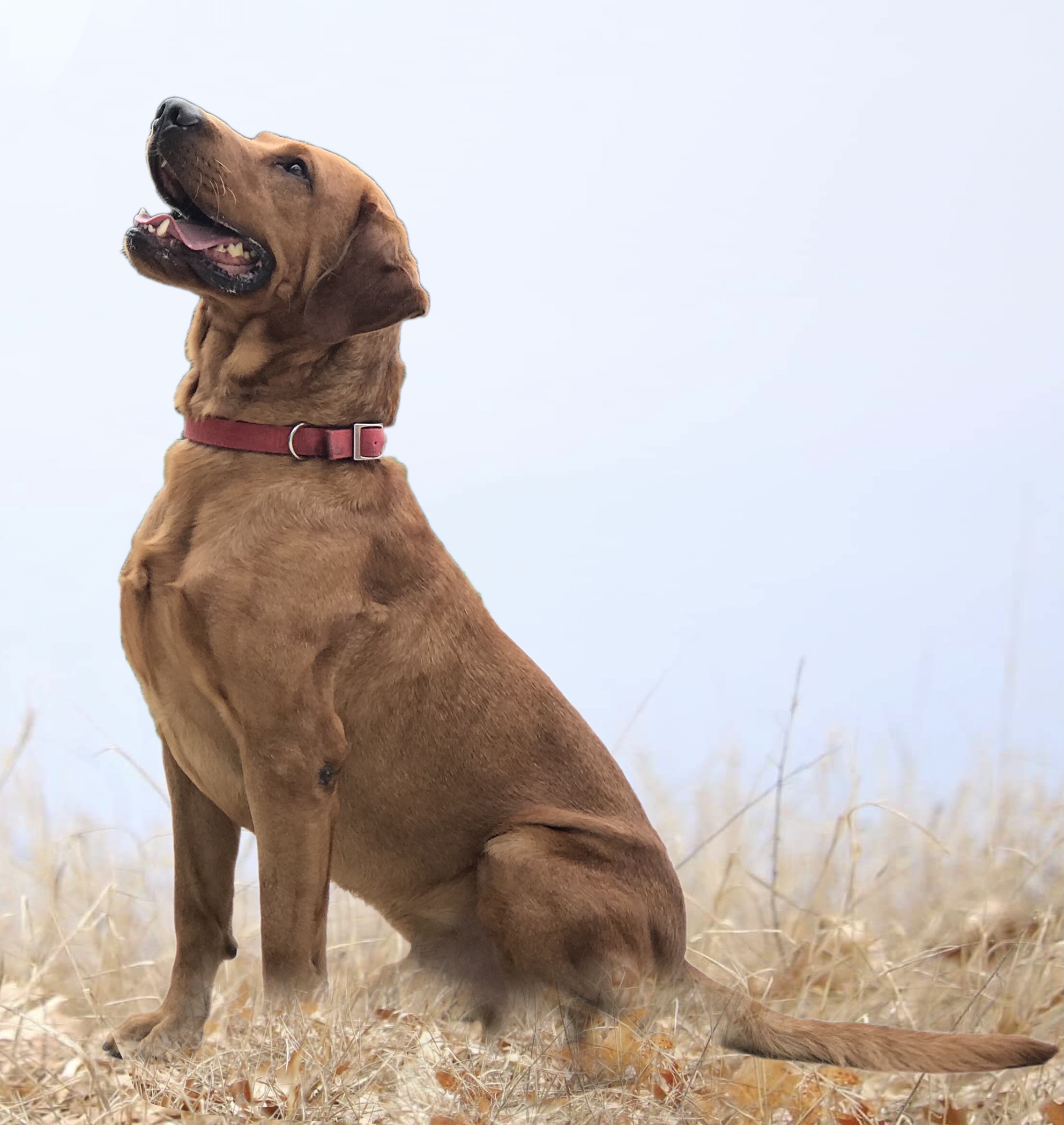 Stosh's Red Pointing Gunner | Yellow Labrador Retriver