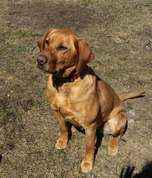 Stosh's Red Pointing Amber Delight | Yellow Labrador Retriver