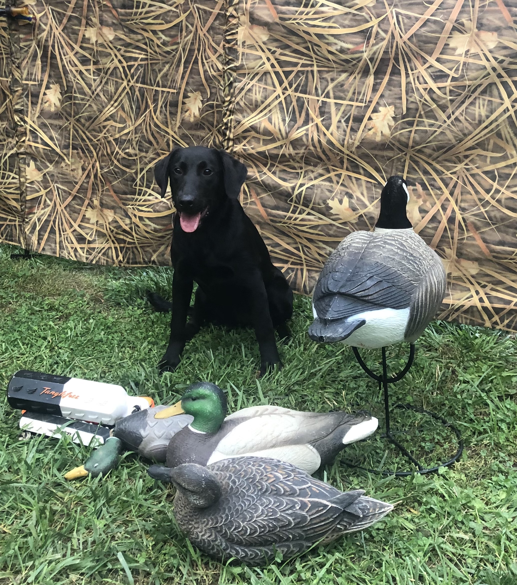 R2K's Send out the scout of HRK | Black Labrador Retriver