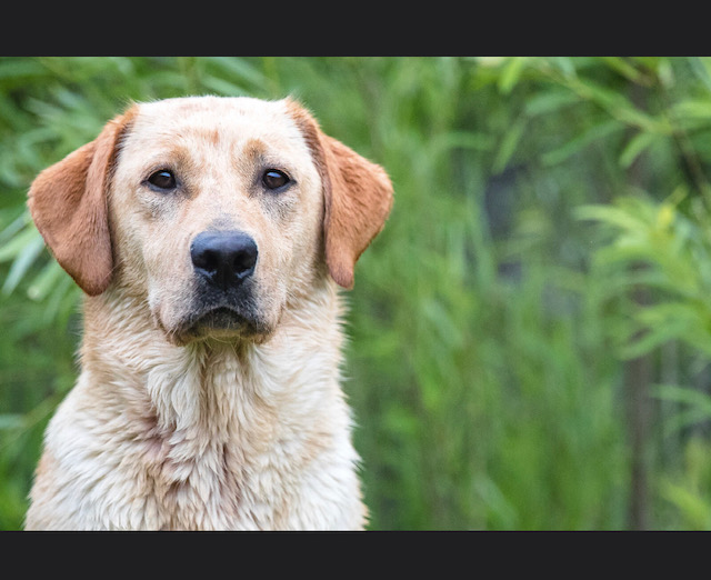 Lone Duck's Keeping The Faith SH | Yellow Labrador Retriver