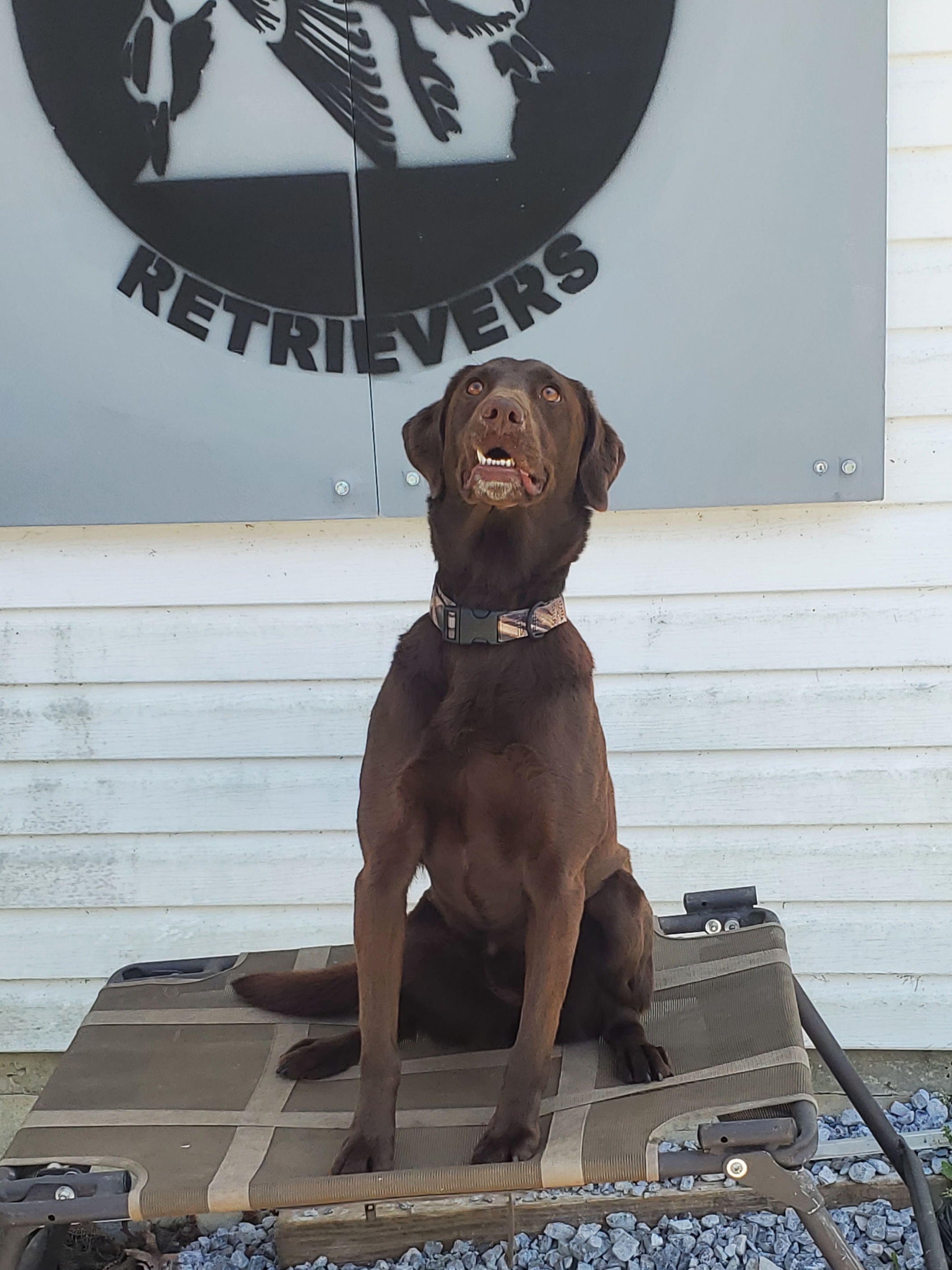 Get Down Cover Up Ellie Mae | Chocolate Labrador Retriver