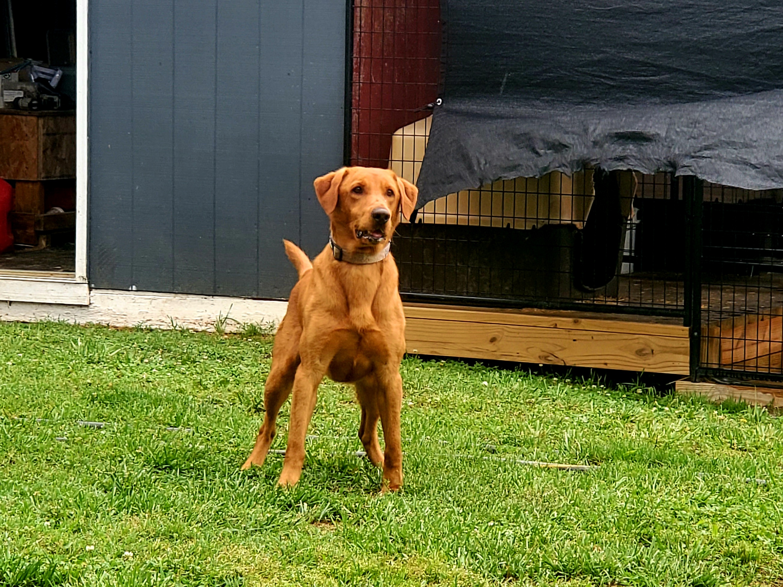 SHR  Mav’s T Longshaw | Yellow Labrador Retriver