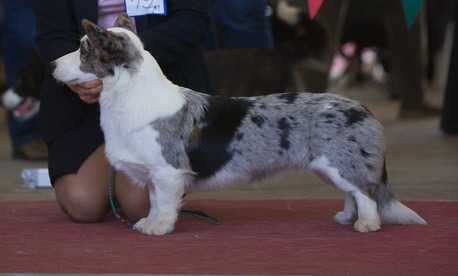 Ormai Evelin Snow White | Cardigan Welsh Corgi 