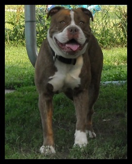 Dragon Slayers Scrap Iron | Olde English Bulldogge 