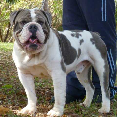 Texas Gee Hummer | Olde English Bulldogge 