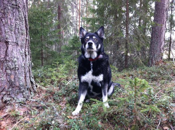 Njarga Sikka | Lapponian Herder 