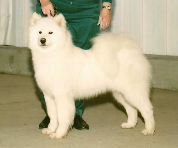 Erebor's Wind Spirit | Samoyed 