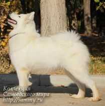 Flai Flau Stilnaya Shtuchka | Samoyed 