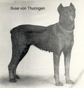 Suse v. Thüringen (Suze) | Black Doberman Pinscher