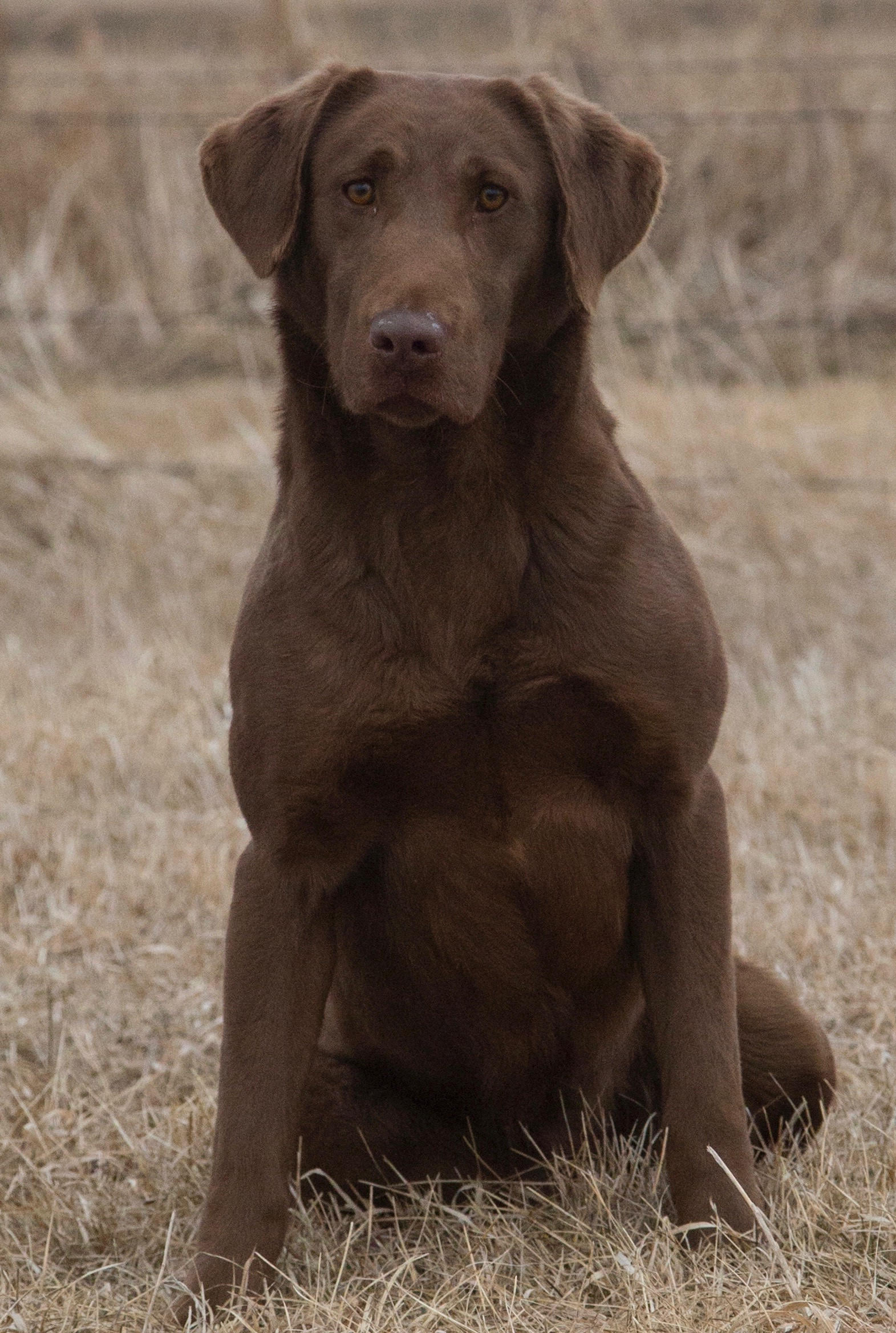 CPR Jps Little Superstar | Chocolate Labrador Retriver