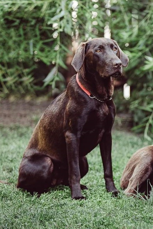 Mekokama's Bustin' With Hope | Chocolate Labrador Retriver