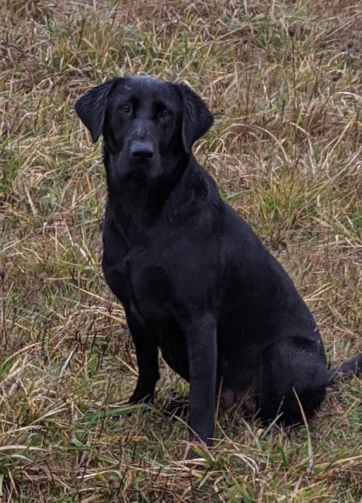 FC AFC Marshwind's Turbulence | Black Labrador Retriver