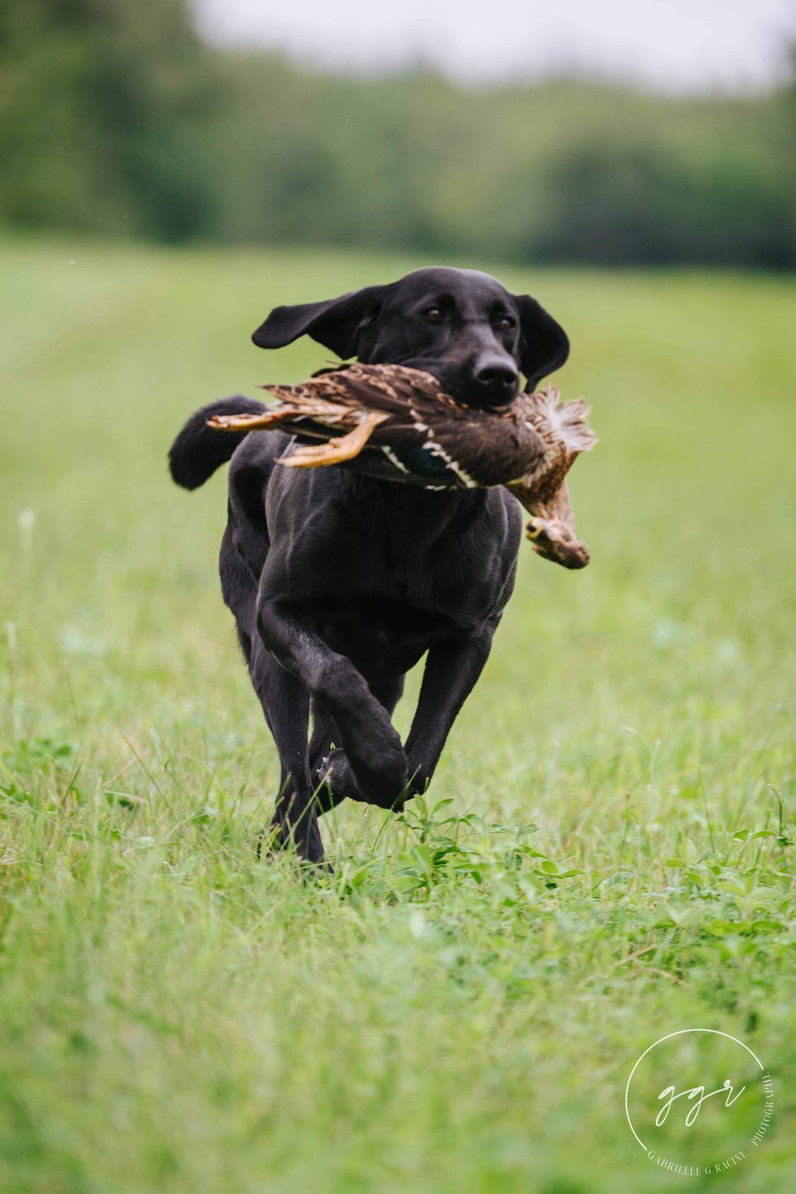 duChenal Samy JH | Black Labrador Retriver