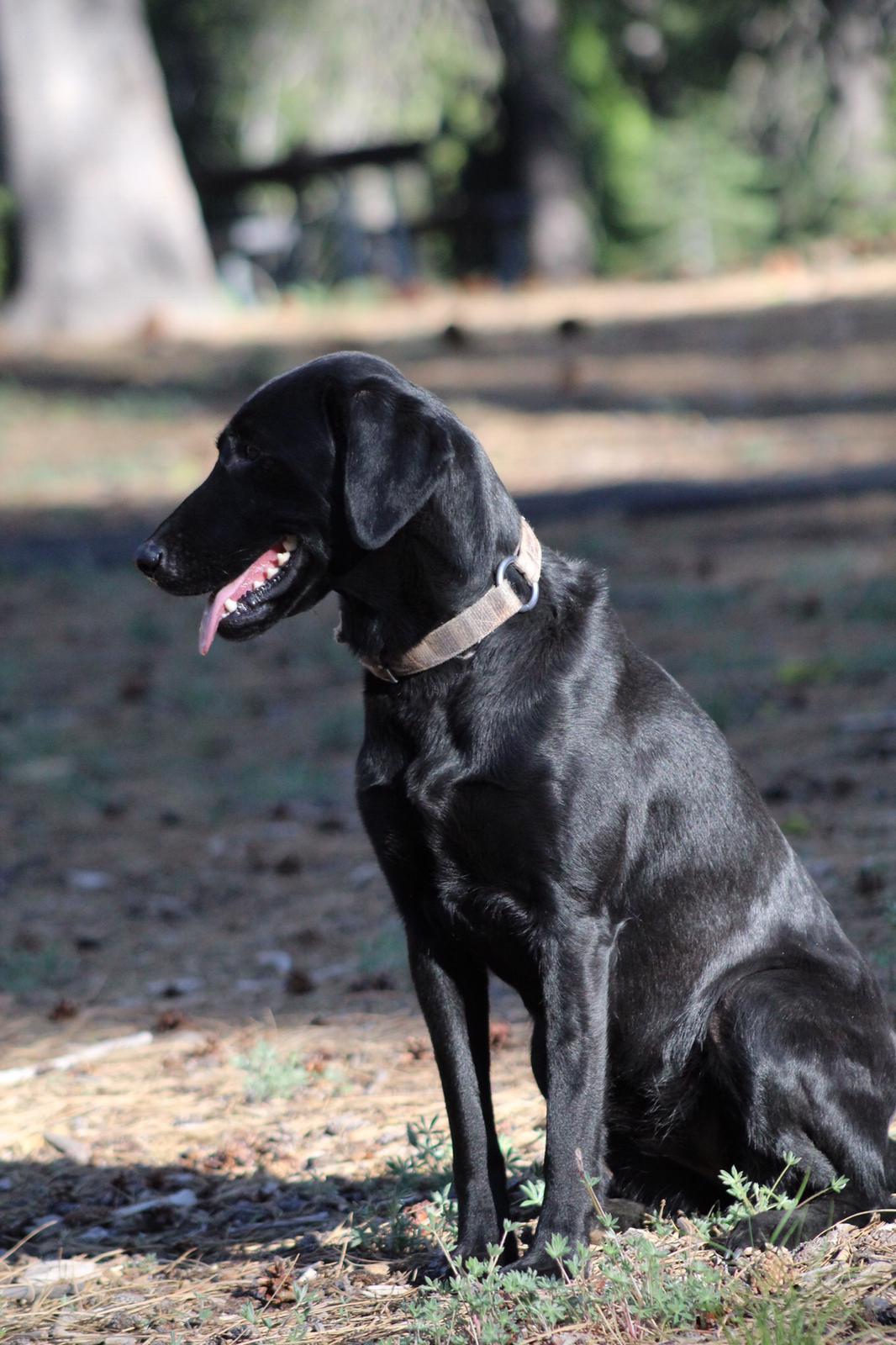 Diamond P Sea Storm Tesla | Black Labrador Retriver