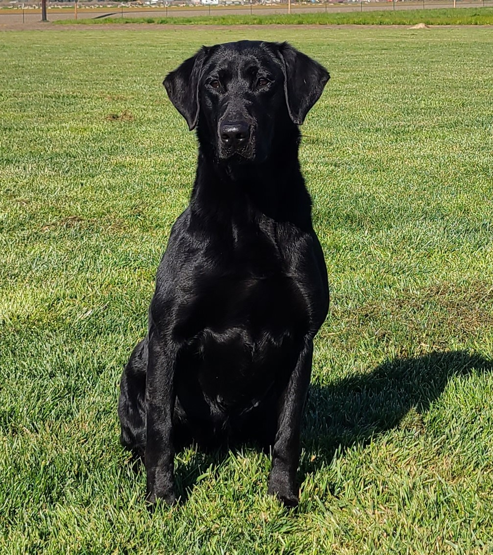 Calhoun's Diving In | Black Labrador Retriver