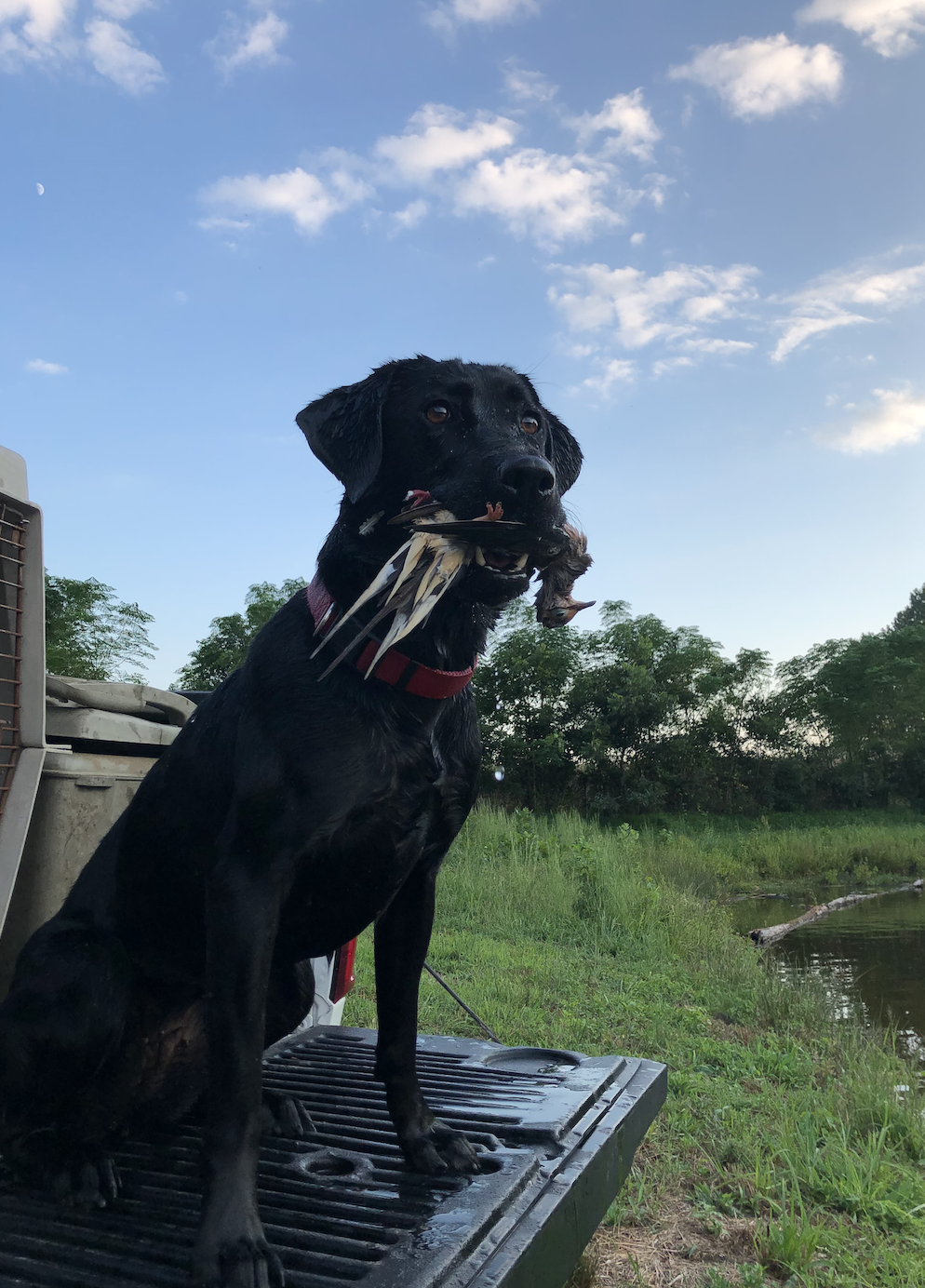 Woodson's Dixie To Go | Black Labrador Retriver