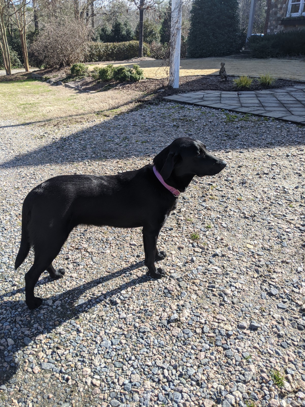 APR HR Hills Cinderella Story | Black Labrador Retriver