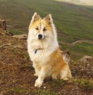 Kátur - 4775/98 | Icelandic Sheepdog 