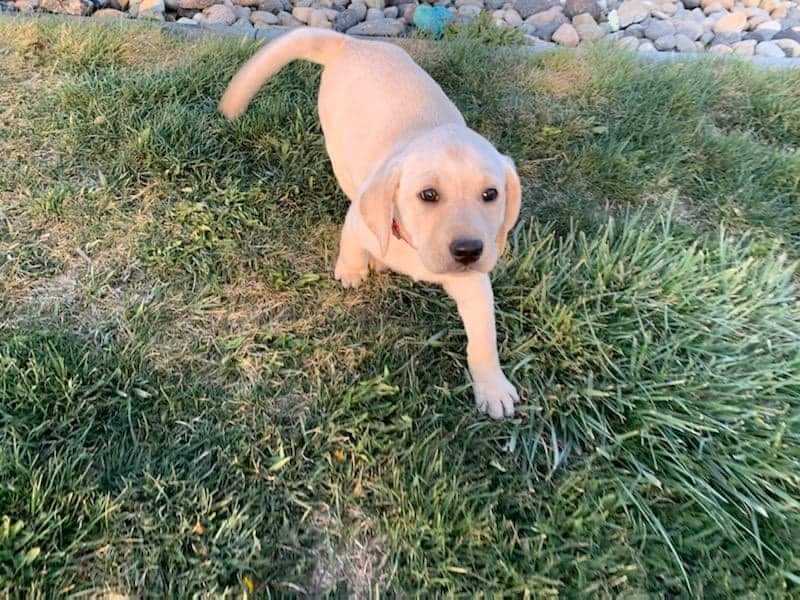 Prairie Woods River Rose | Yellow Labrador Retriver