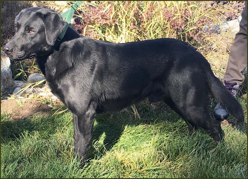 Critter Creek Boom Boom Boom | Black Labrador Retriver