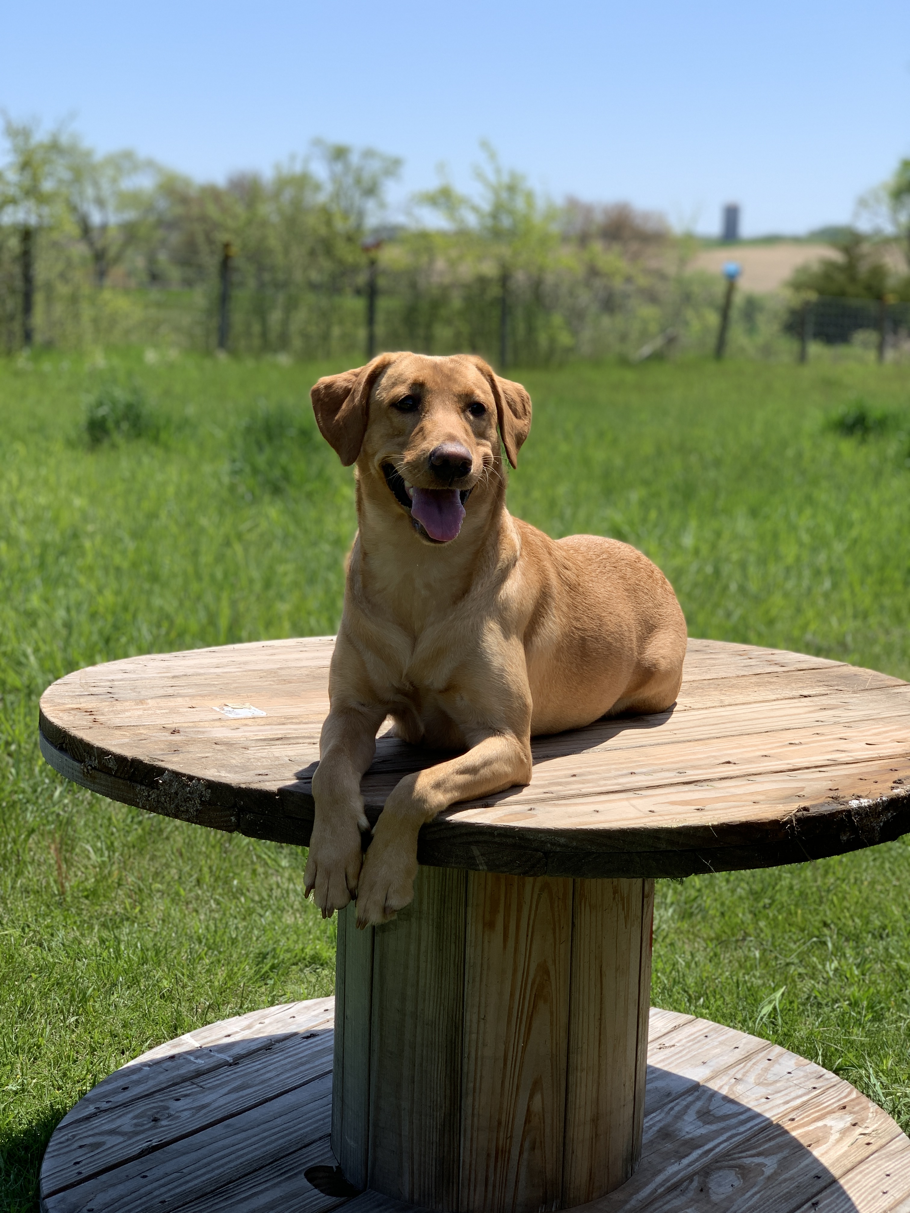 DCT's Ginger Rose | Yellow Labrador Retriver