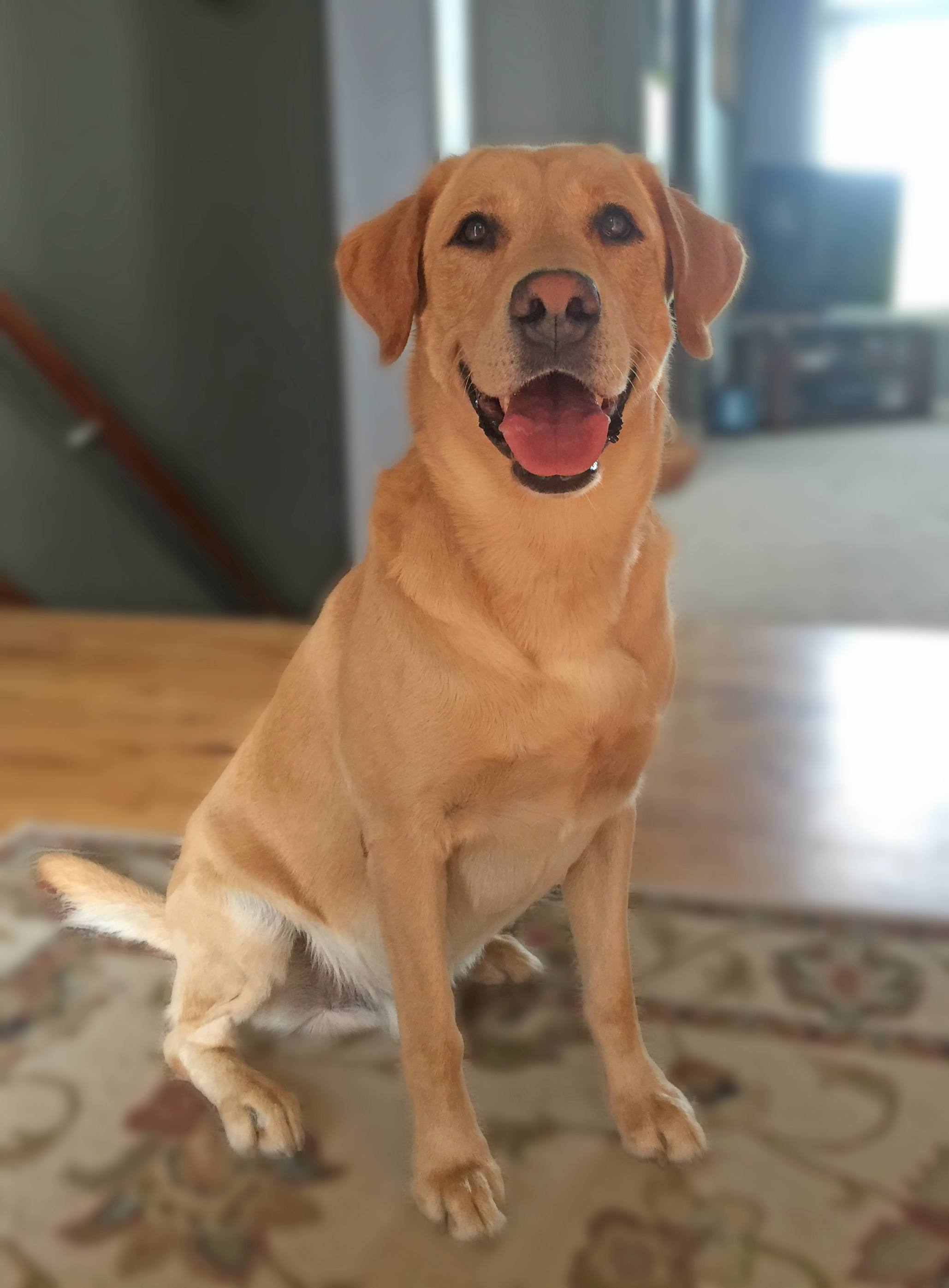 Rose's Gunnery Sergeant Tank | Yellow Labrador Retriver