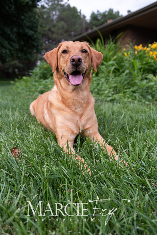 Rose's Sophia Loren | Yellow Labrador Retriver