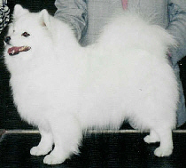 Carara Fox Soft Sea Breeze | American Eskimo Dog 