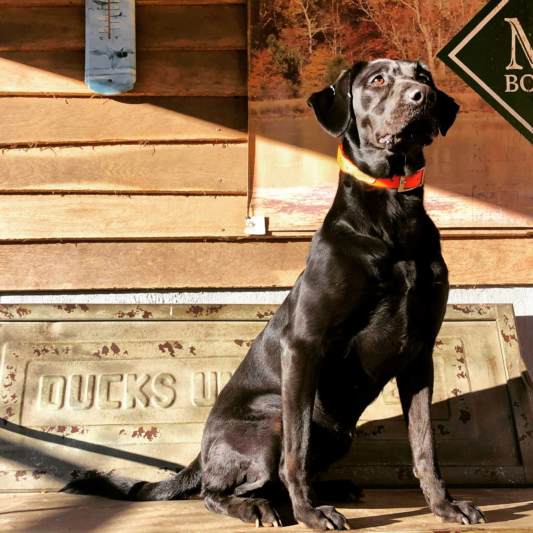 HRCH Lady Lily Of Remington SH | Black Labrador Retriver