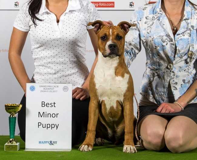 Euphoristica All In Your Eyes | American Staffordshire Terrier 