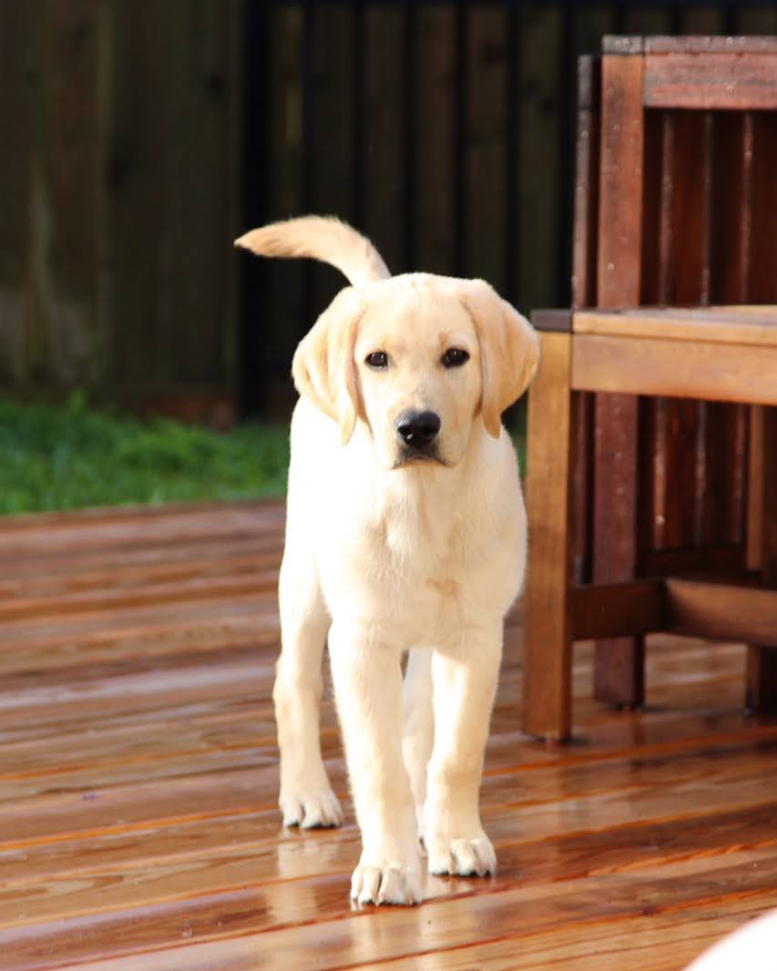 Kerrybrook's Crazy Train | Yellow Labrador Retriver