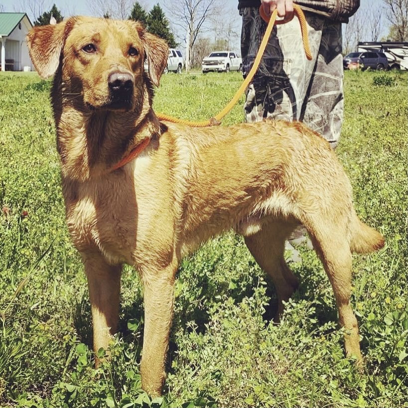 Duke Of Baxley JH | Yellow Labrador Retriver