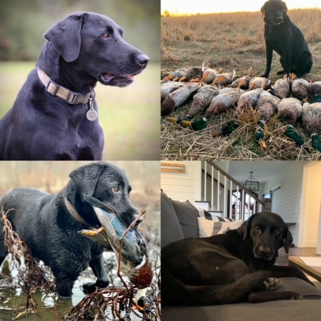 HR Backwater's Sadie | Black Labrador Retriver