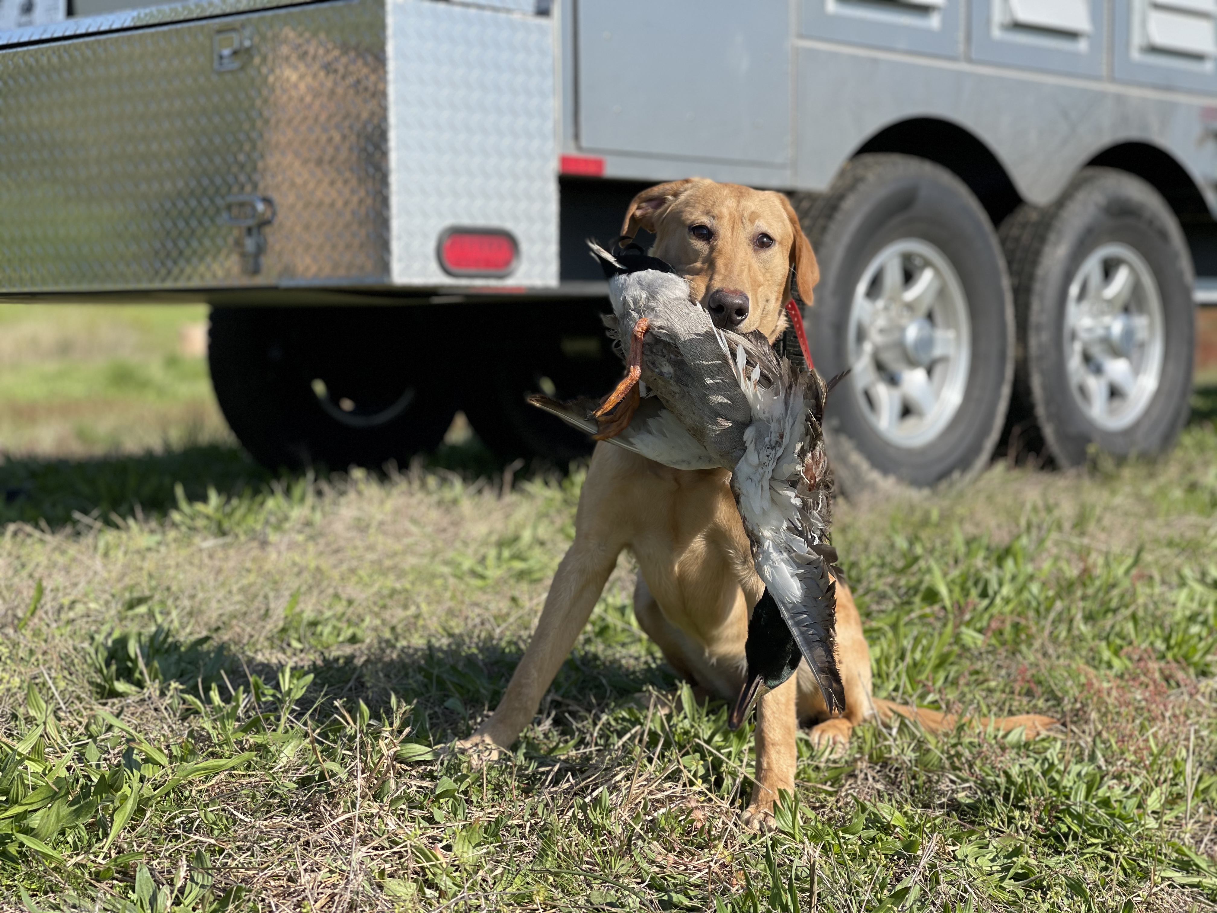 Goose Creeks J. O. Spice SH | Yellow Labrador Retriver