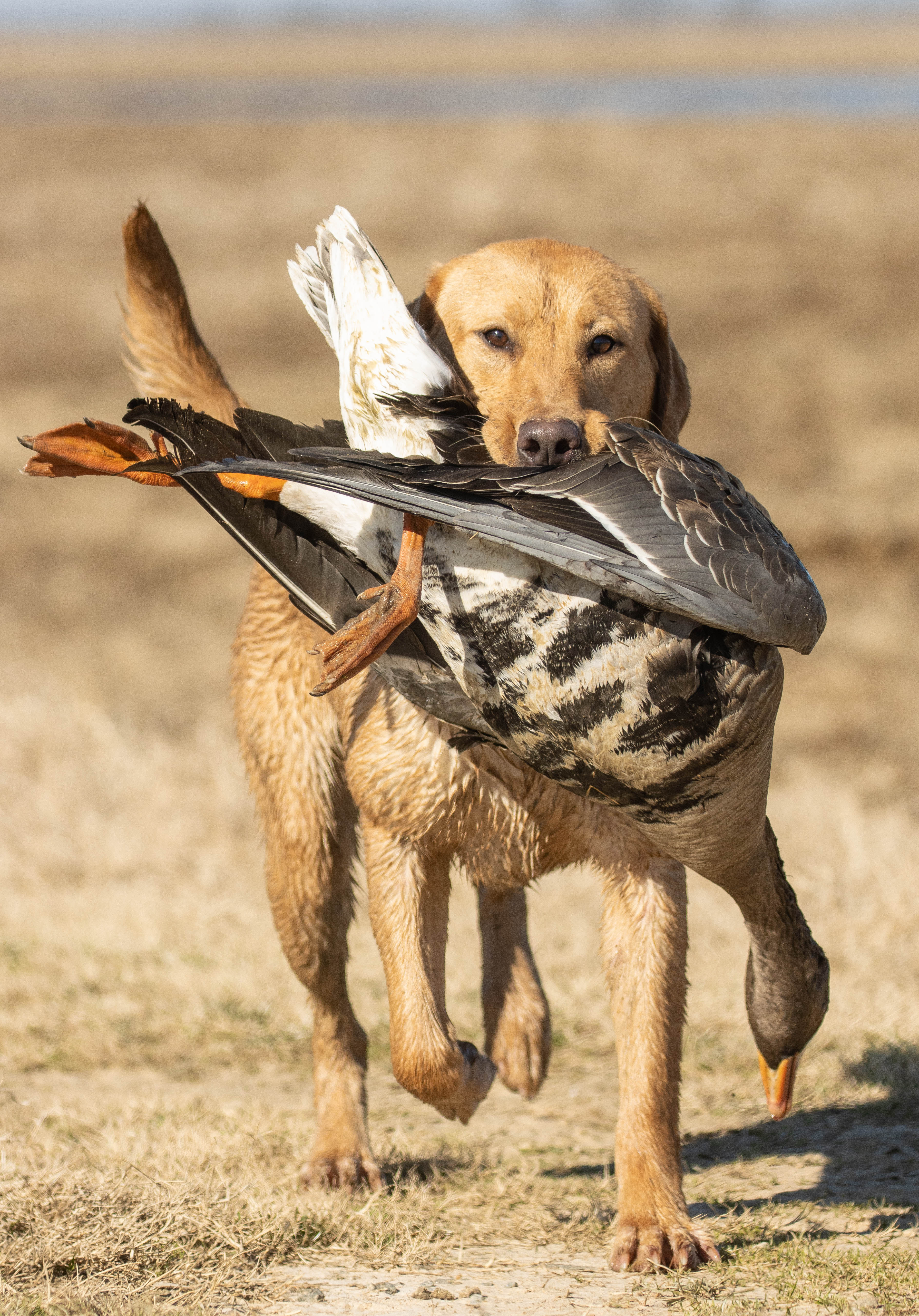 Goose Creeks J. O. Spice SH | Yellow Labrador Retriver