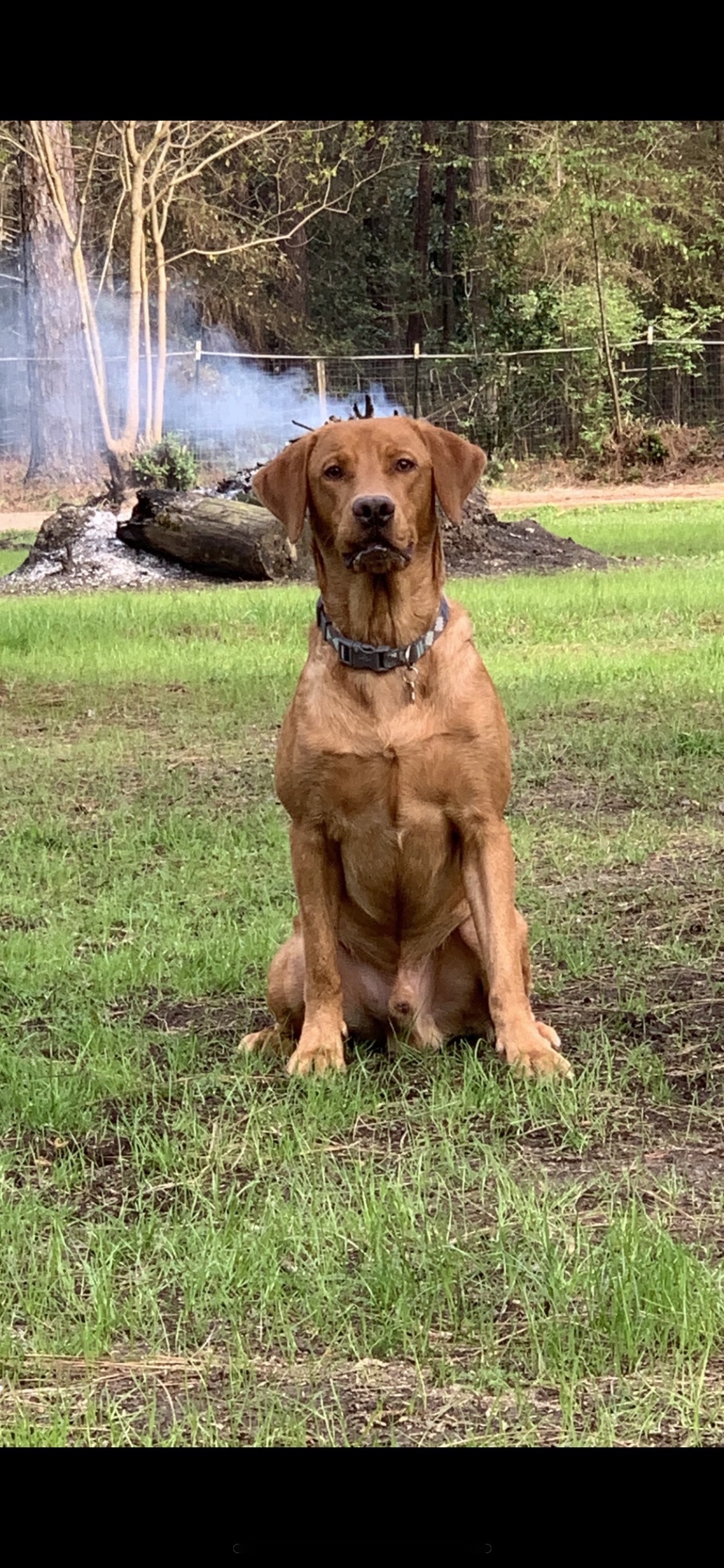 Rowdy Taylor Of Southeast Cajun Waters | Yellow Labrador Retriver