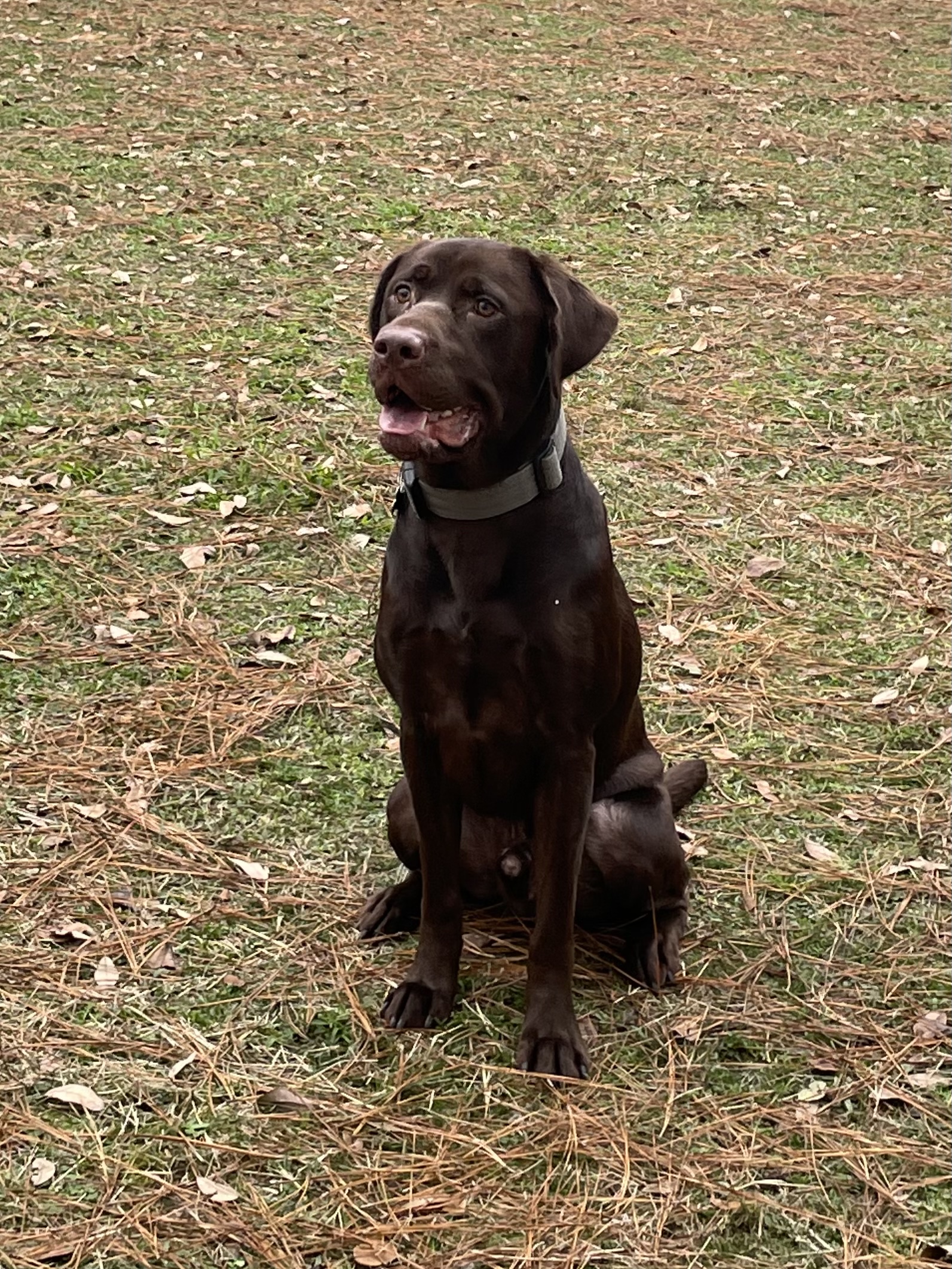 SBR Black Creeks Pirate | Chocolate Labrador Retriver