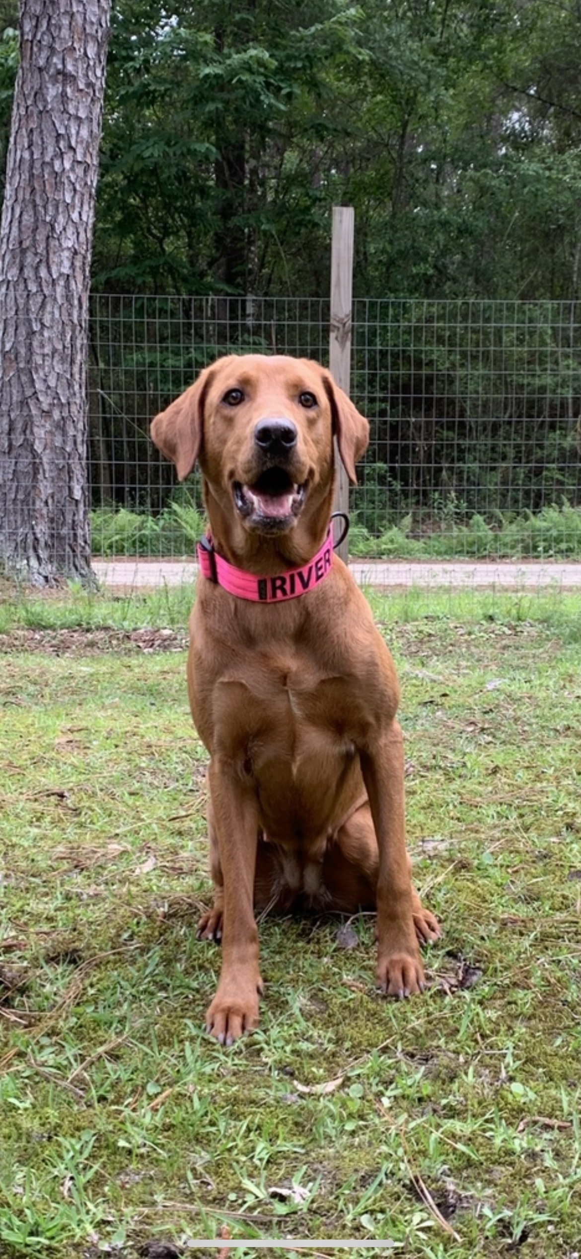 Sunset River Of Southeast Cajun Waters | Yellow Labrador Retriver